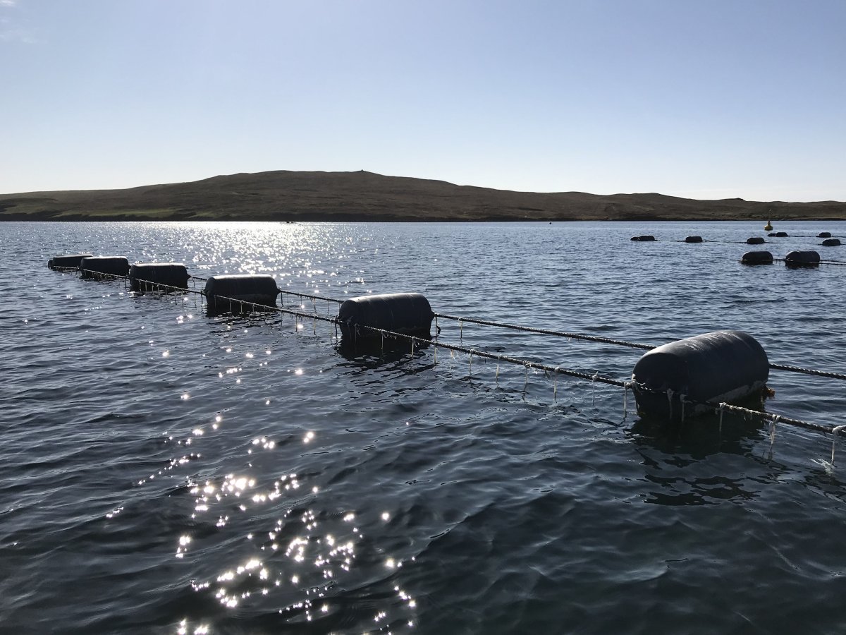 A mussel farm