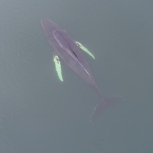 Students at SAMS UHI had a real-life conservation lecture when a humpback whale became stranded on the shore outside the institute.