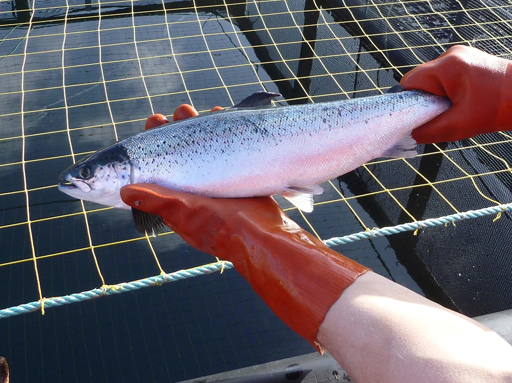 NAFC Marine Centre UHI’s online fish welfare course has attracted students from countries including Norway, Denmark, Switzerland, Spain, Portugal and Canada.