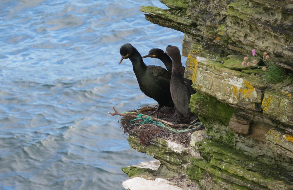 A ground-breaking website was launched to gather information about the interaction between birds and debris such as plastics.