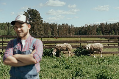 Person in a field with sheep