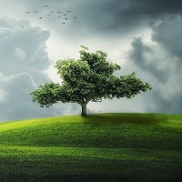 A tree in a field