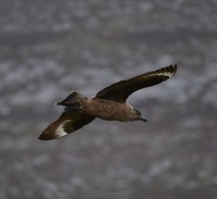 Study to look at impact of wind turbines on birds