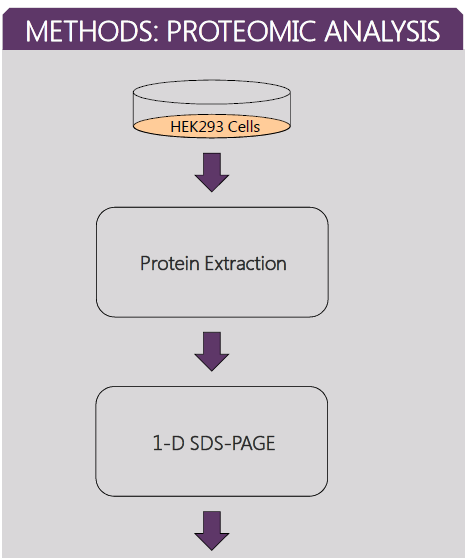 Proteomic analysis chart