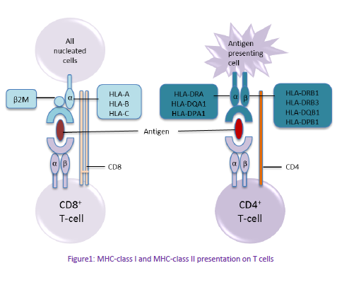 MHC class I and II diagram