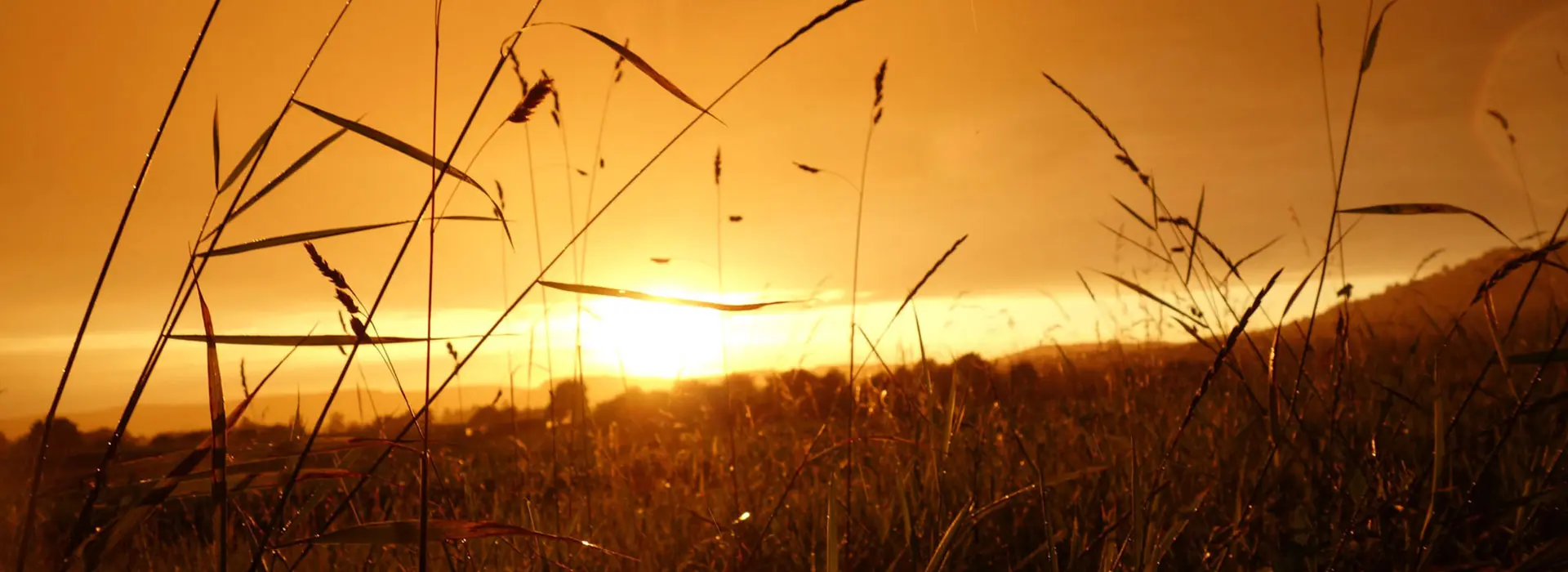 field of wheat at sunset