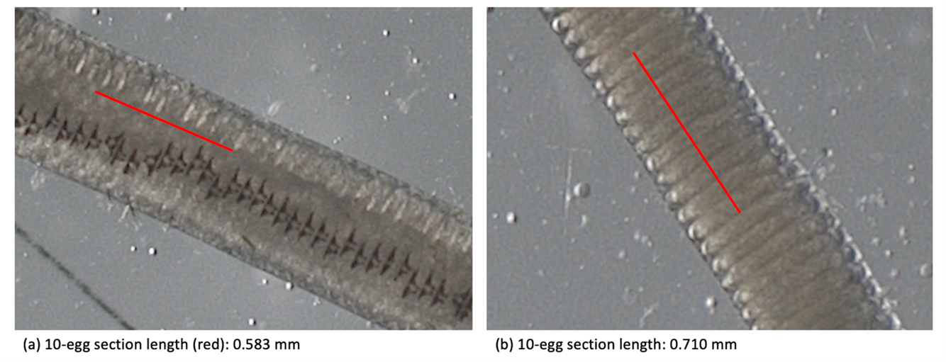 Sea Lice Egg Strings