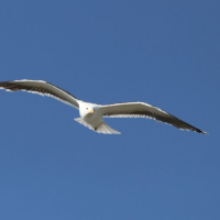 Gull in flight