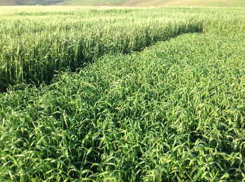 Cereal trial in Shetland