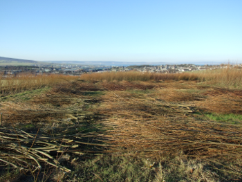 Harvested willow stems