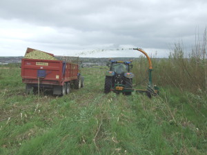 Harvesting willow