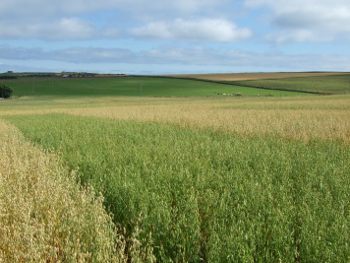 Oat trial, Orkney