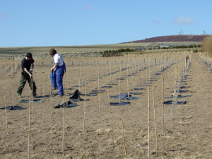 SRF Trial Planting