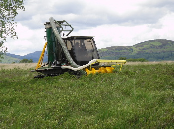 Harvesting a wild stand of sweet gale