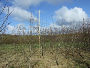 Sycamore trees