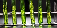 plant inside test tubes