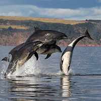 Dolphins diving