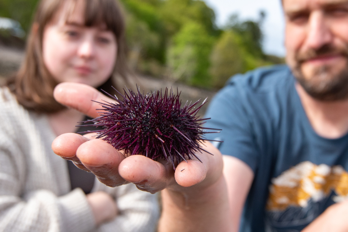 Man on beach holding up a sea urchin